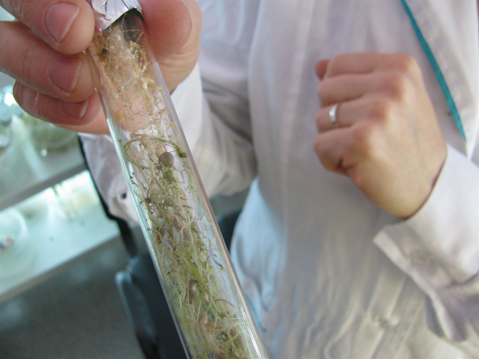 Microtubérculos de papa cultivados in vitro en un frasco